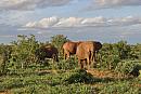 Keňa – Tsavo East