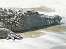 Djerba = krokodília farma