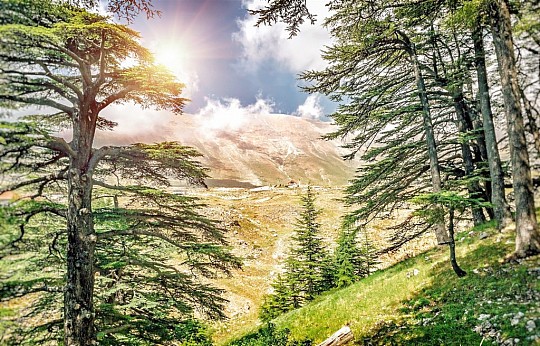 Libanon - krajina cédrových stromov