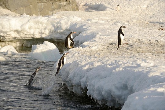 Antarktída - tučňiaci cisárski (2)