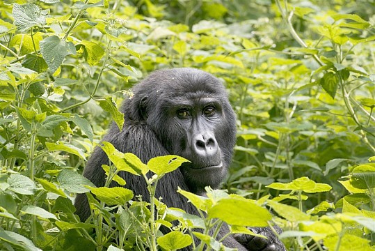 Safari v Ugandě - Cesta za gorilami s českým průvodcem (3)