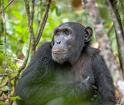 Safari v Ugandě - Cesta za gorilami s českým průvodcem (4)