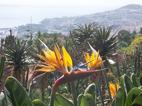 Madeira - exotický ráj na dosah, květinový ostrov věčného jara (4)