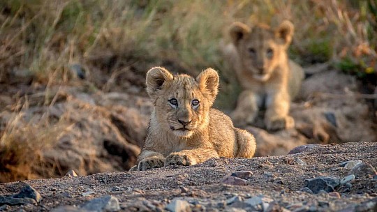 Jihoafrická republika - safari a Sun City