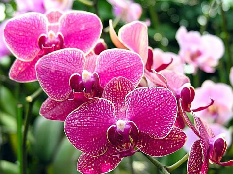 Drážďany - velikonoční výstava s orchidejemi