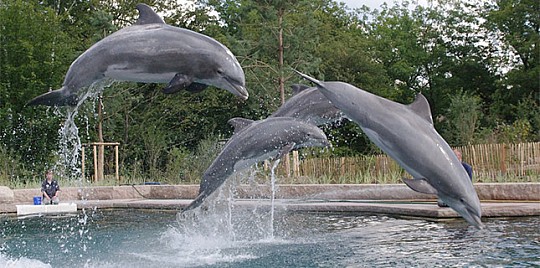 Show delfínov a ZOO v Norimbergu (5)