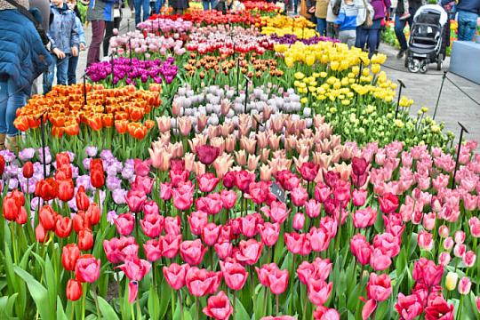 3-dňový zájazd do Holandska s návštevou kvetinovej výstavy (2)