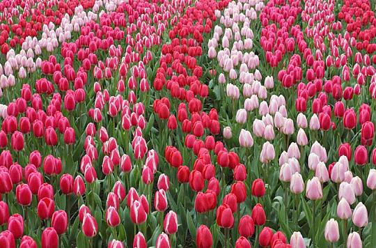 3-dňový zájazd do Holandska s návštevou kvetinovej výstavy (5)