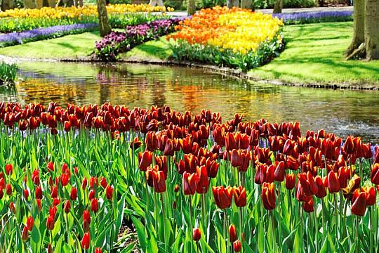 3-dňový zájazd do Holandska s návštevou kvetinovej výstavy (4)