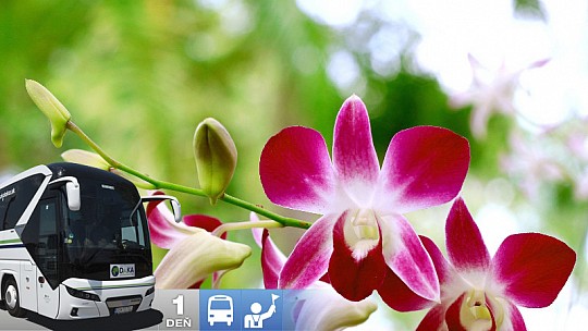 Za orchideami a krásami slovinského Pomurja