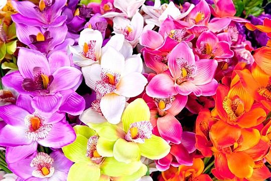 Jarní Drážďany a výstava Svět orchidejí