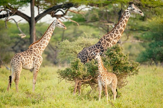 Ze Zanzibaru na safari (2)