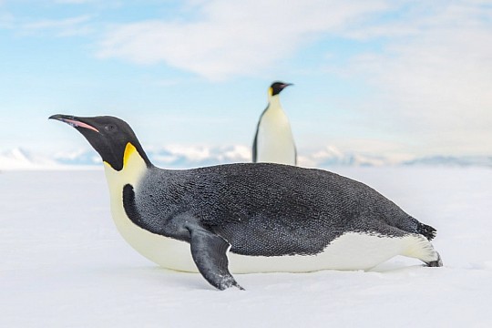 Antarktída - tučňiaci cisárski (4)