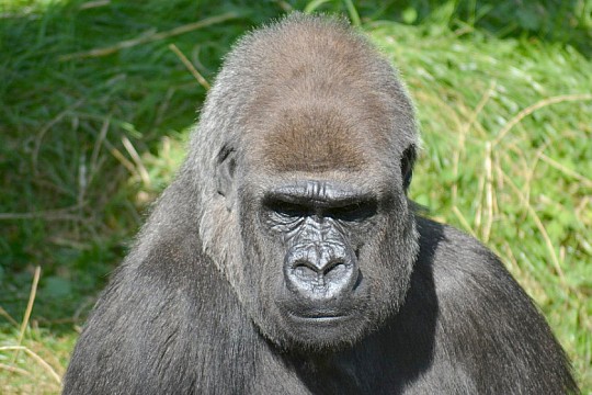 Okruh Ugandou a horské goril (2)